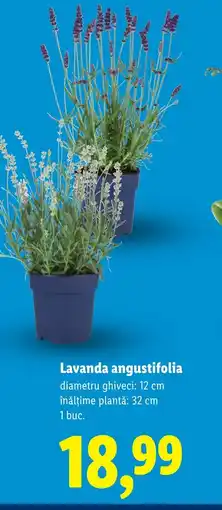 Lidl Lavanda angustifolia Ofertă