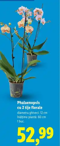 Lidl Phalaenopsis cu 2 tije florale Ofertă