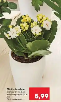 Kaufland Mini kalanchoe Ofertă