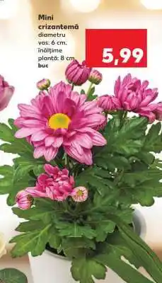 Kaufland Mini crizantema Ofertă