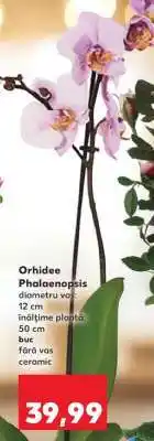 Kaufland Orhidee Phalaenopsis Ofertă