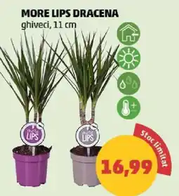 Penny MORE LIPS DRACENA Ofertă