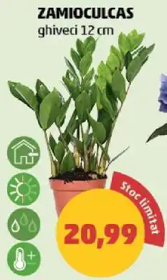 Penny Zamioculcas Ofertă