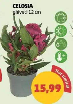 Penny Celosia Ofertă