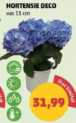 Penny HORTENSIE DECO Ofertă