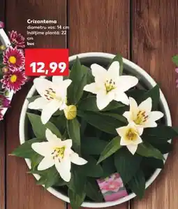 Kaufland Crizantema Ofertă