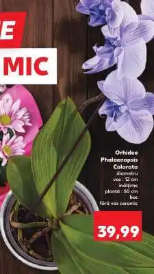 Kaufland Orhidee Phalaenopsis colorata Ofertă