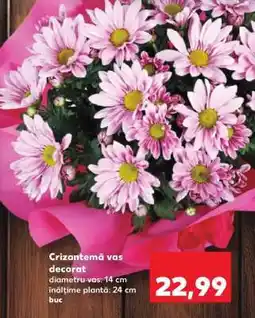 Kaufland Crizantemă vas decorat Ofertă