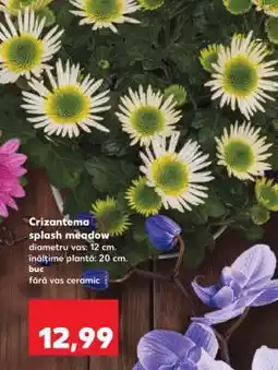 Kaufland Crizantema splash meadow Ofertă