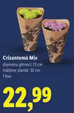 Lidl Crizantemǎ Mix Ofertă