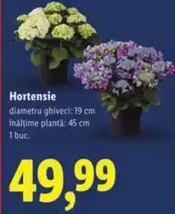Lidl Hortensie Ofertă