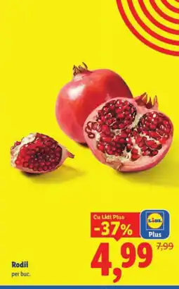 Lidl Rodii Ofertă