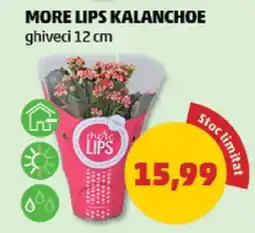 Penny MORE LIPS KALANCHOE Ofertă
