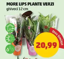 Penny MORE LIPS PLANTE VERZI Ofertă