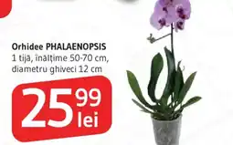 Supeco Orhidee PHALAENOPSIS Ofertă