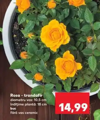Kaufland Rosa - trandafir Ofertă