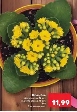 Kaufland Kalanchoe Ofertă