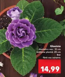 Kaufland Gloxinia Ofertă