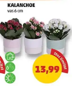 Penny Kalanchoe Ofertă