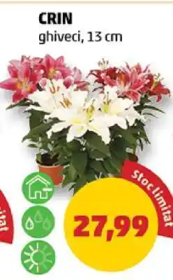 Penny Crin Ofertă