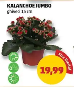 Penny Kalanchoe Jumbo Ofertă
