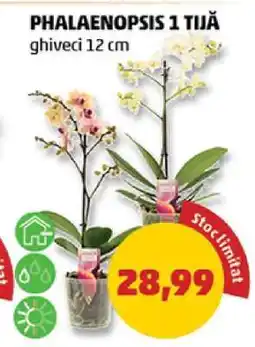 Penny PHALAENOPSIS 1 TIJĂ Ofertă