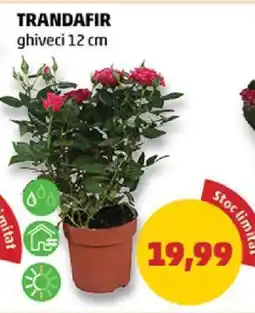 Penny TRANDAFIR Ofertă