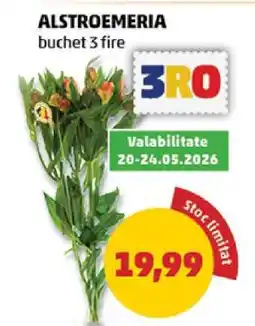 Penny ALSTROEMERIA buchet 3 fire Ofertă