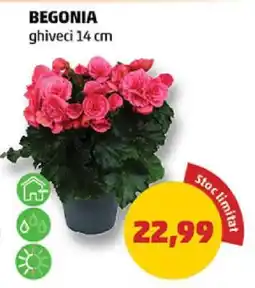 Penny Begonia Ofertă