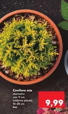 Kaufland Conifere mix Ofertă