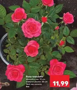 Kaufland Rosa - trandafir Ofertă
