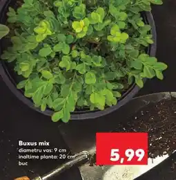 Kaufland BUXUS MIX Ofertă