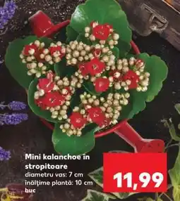 Kaufland Mini kalanchoe în stropitoare Ofertă