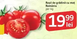 Supeco Roşii de grădină cu moţ România Ofertă