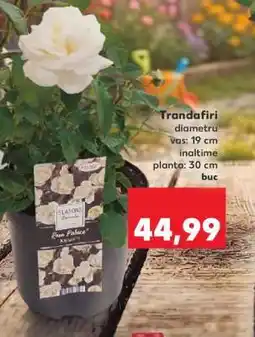 Kaufland Trandafiri Ofertă