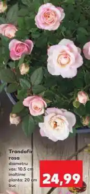 Kaufland Trandafir-rosa Ofertă