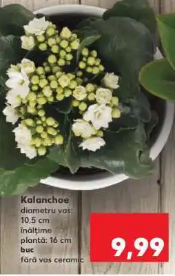 Kaufland Kalanchoe Ofertă