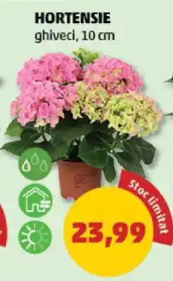 Penny Hortensie Ofertă