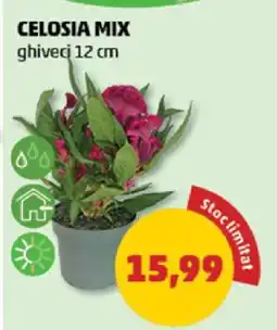 Penny CELOSIA MIX Ofertă