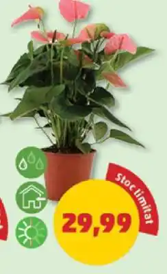 Penny Anthurium Plant Ofertă