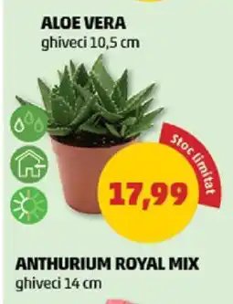 Penny Aloe Vera Ofertă