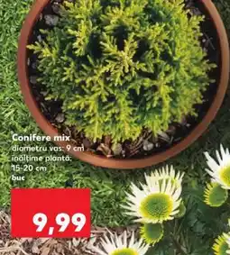 Kaufland Conifere mix Ofertă