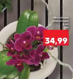 Kaufland Mini orhidee phalaenopsis Ofertă