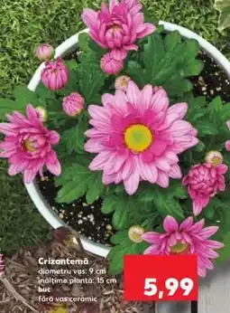 Kaufland Crizantema Ofertă