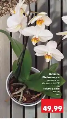 Kaufland Orhidee Phalaenopsis Ofertă