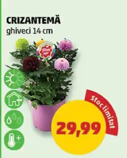 Penny Crizantema Ofertă
