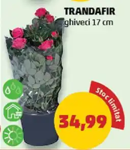 Penny TRANDAFIR Ofertă