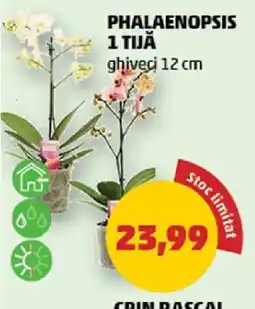 Penny PHALAENOPSIS 1 TIJĂ Ofertă