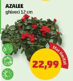 Penny Azalee Ofertă