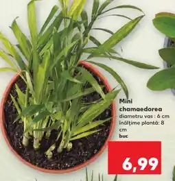 Kaufland Mini chamaedorea Ofertă